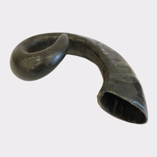 Buffalo Horns - Medium (1pc)